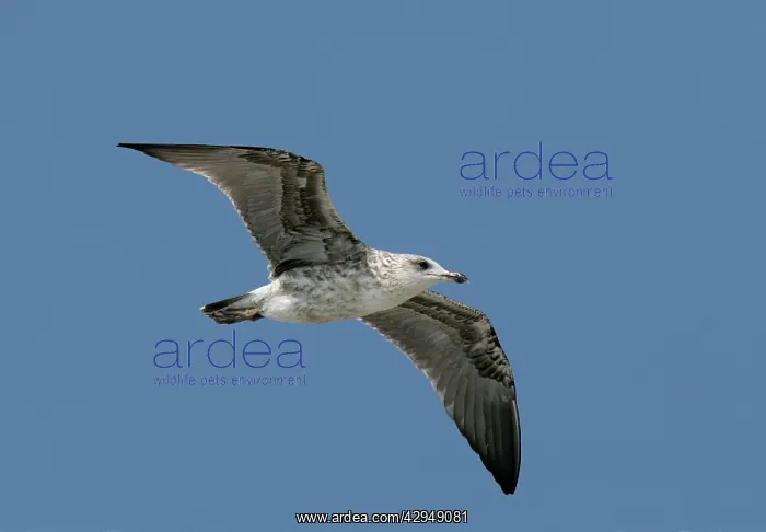 : Greater / Great black-backed GULL - juvenile : Greater / Great black-backed GULL - juvenile