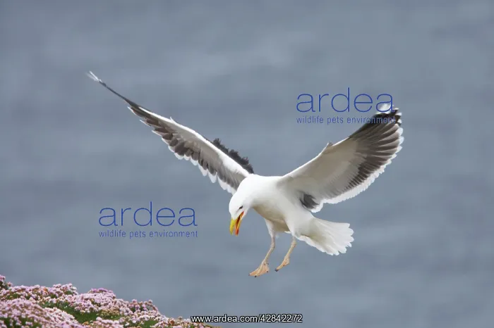 : Greater / Great black-backed Gull - landing on : Greater / Great black-backed Gull - landing on