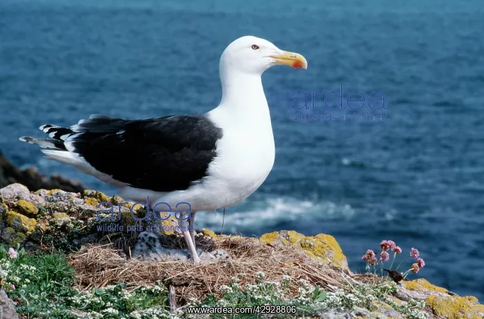 : Greater / Great black-backed GULL - standing at : Greater / Great black-backed GULL - standing at