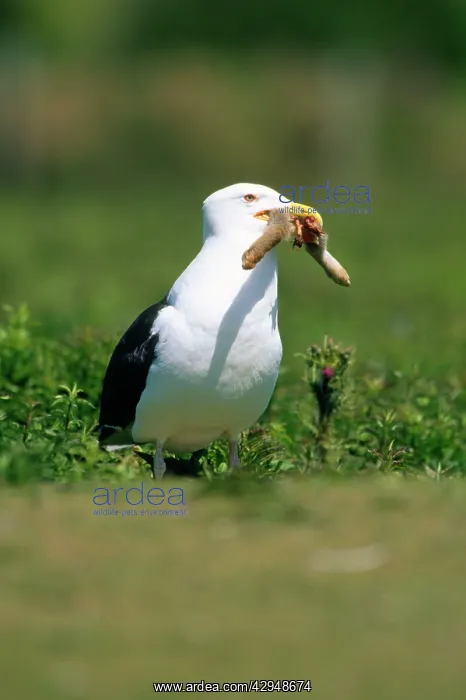 : Greater / Great black-backed GULL - Swallowing a Rabbit : Greater / Great black-backed GULL - Swallowing a Rabbit