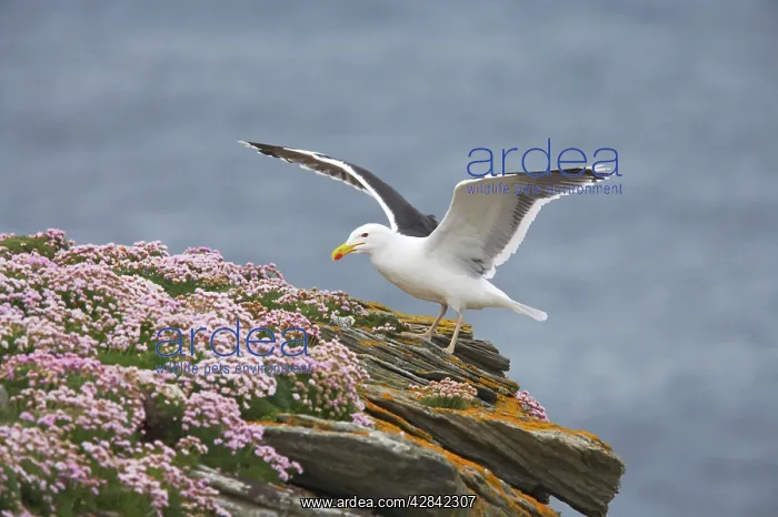 : Greater / Great black-backed Gull - on thrift covered : Greater / Great black-backed Gull - on thrift covered