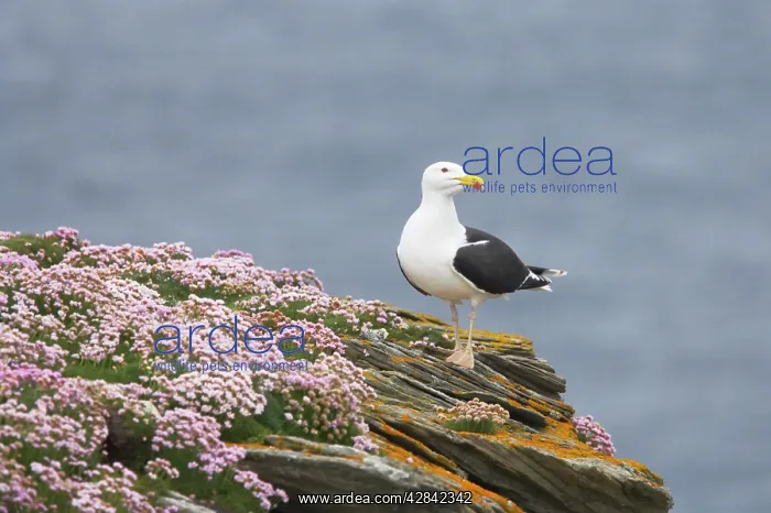 : Greater / Great black-backed Gull - on thrift covered : Greater / Great black-backed Gull - on thrift covered