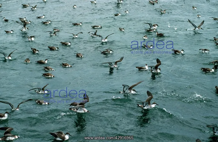 : Greater / Great Shearwater : Greater / Great Shearwater