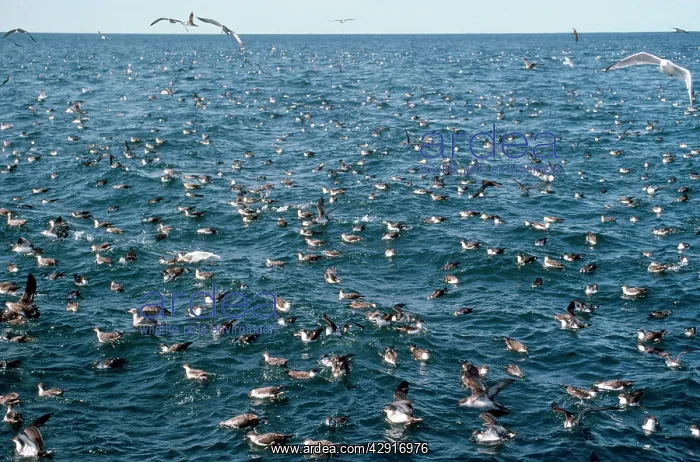 : Greater / Great Shearwater : Greater / Great Shearwater