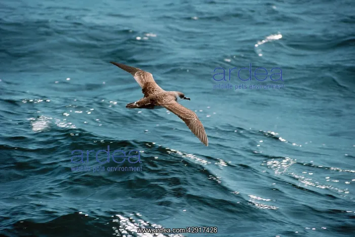  : Greater  /  Great SHEARWATER - in flight over sea