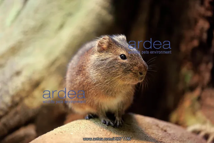 : Greater guinea pig (Cavia magna), adult, found in : Greater guinea pig (Cavia magna), adult, found in