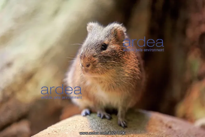 : Greater guinea pig (Cavia magna), adult, found in : Greater guinea pig (Cavia magna), adult, found in