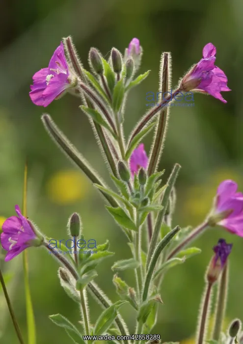 : Greater Hairy Willowherb / Great Willowherb : Greater Hairy Willowherb / Great Willowherb