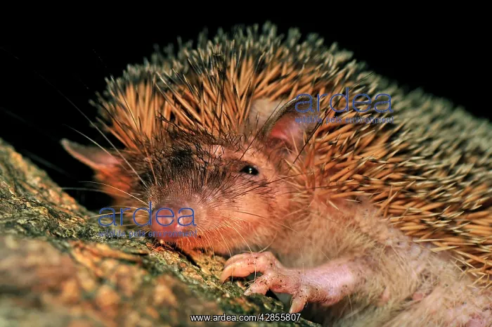 : Greater Hedgehog Tenrec / Large Madagascar Hedgehog : Greater Hedgehog Tenrec / Large Madagascar Hedgehog