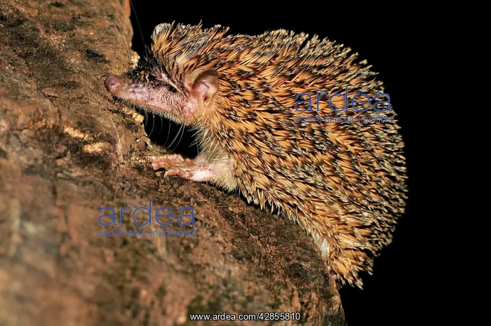 : Greater Hedgehog Tenrec / Large Madagascar Hedgehog : Greater Hedgehog Tenrec / Large Madagascar Hedgehog