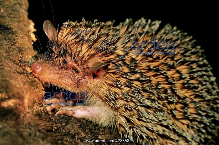  : Greater Hedgehog Tenrec  /  Large Madagascar Hedgehog