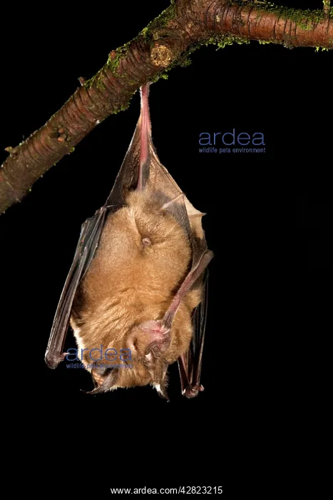: Greater Horseshoe Bat : Greater Horseshoe Bat