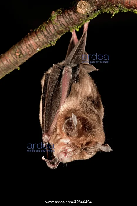 : Greater Horseshoe Bat : Greater Horseshoe Bat