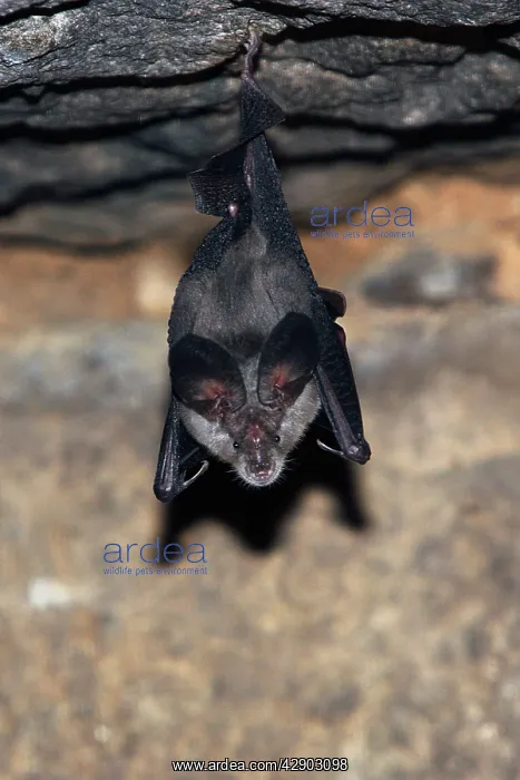 : Greater horseshoe bat : Greater horseshoe bat