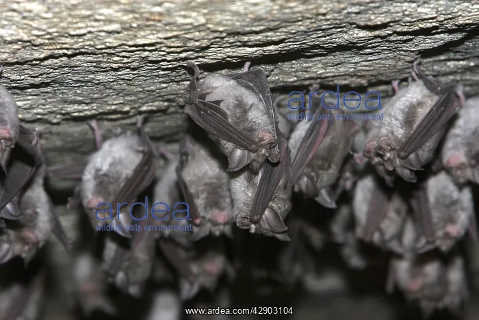 : Greater horseshoe bat : Greater horseshoe bat