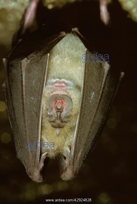: GREATER HORSESHOE BAT : GREATER HORSESHOE BAT