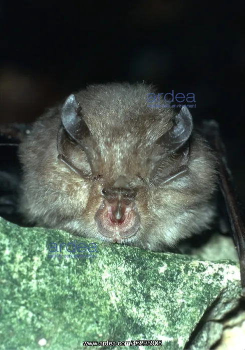 : Greater Horseshoe Bat - close-up of face : Greater Horseshoe Bat - close-up of face