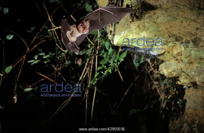 : Greater horseshoe bat flying into a cave (old iron : Greater horseshoe bat flying into a cave (old iron