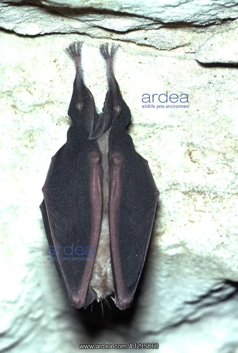 : GREATER HORSESHOE BAT - hanging : GREATER HORSESHOE BAT - hanging
