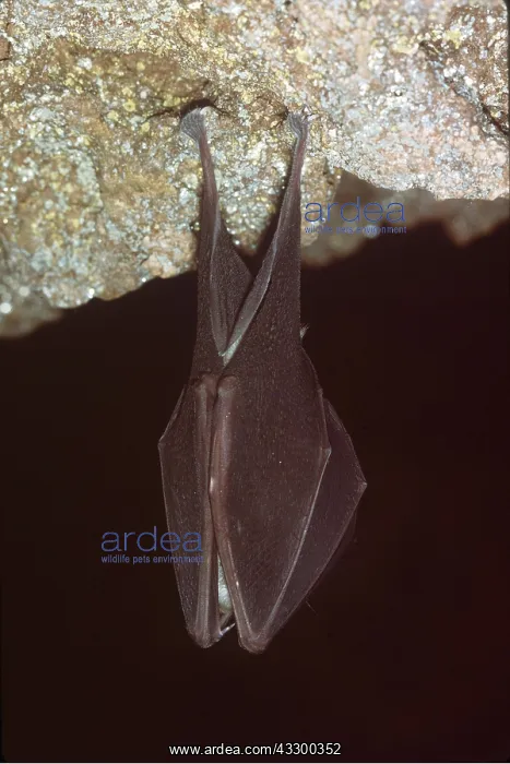 : GREATER HORSESHOE BAT - hanging : GREATER HORSESHOE BAT - hanging