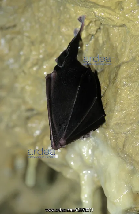 : Greater Horseshoe Bat - Hibernating : Greater Horseshoe Bat - Hibernating