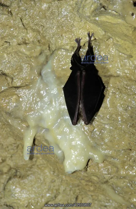 : Greater Horseshoe Bat - hibernating in December : Greater Horseshoe Bat - hibernating in December