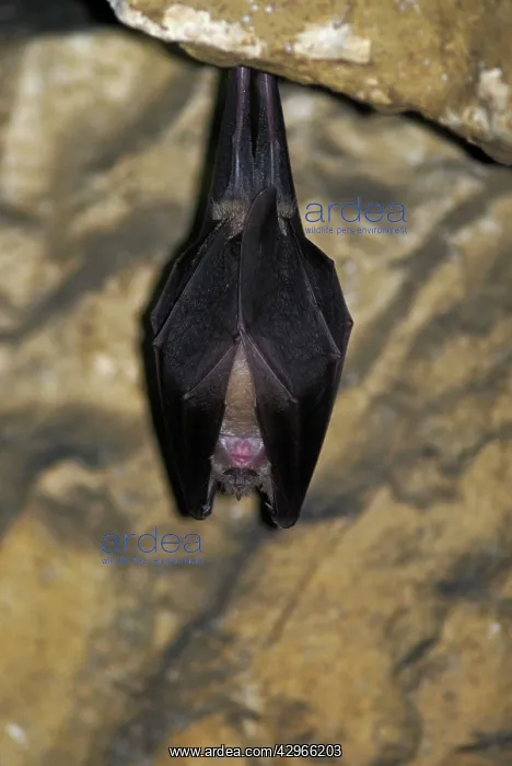  : Greater Horseshoe Bat - hibernating in a Jura mountain's