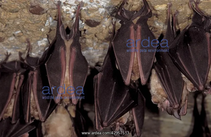 : Greater Horseshoe Bat - hibernation at cave : Greater Horseshoe Bat - hibernation at cave