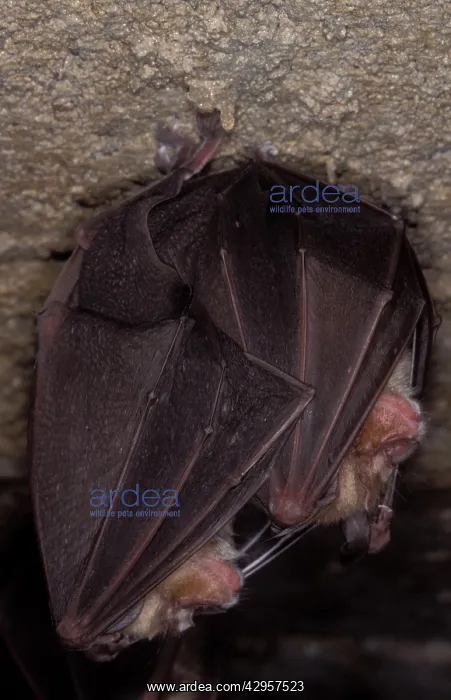 : Greater Horseshoe Bat - hibernation at cave : Greater Horseshoe Bat - hibernation at cave