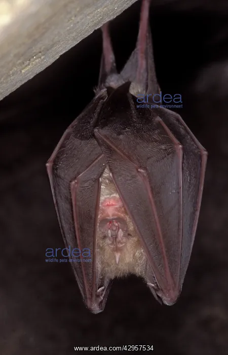 : Greater Horseshoe Bat - hibernation at cave : Greater Horseshoe Bat - hibernation at cave