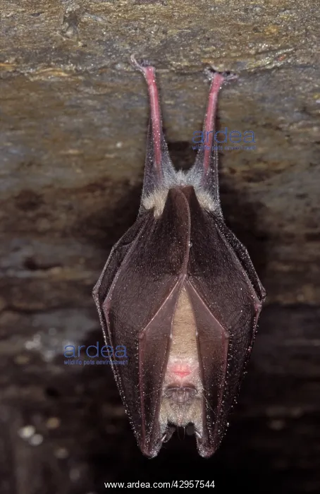 : Greater Horseshoe Bat - hibernation at cave : Greater Horseshoe Bat - hibernation at cave