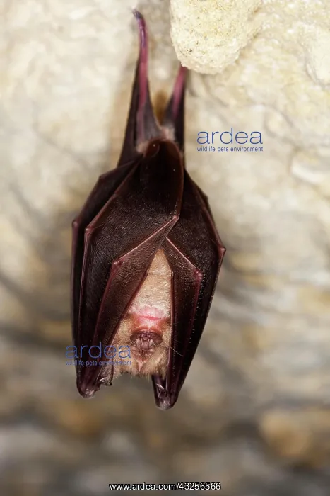 : GREATER HORSESHOE BAT (rhinolophus ferrumequinum) : GREATER HORSESHOE BAT (rhinolophus ferrumequinum)