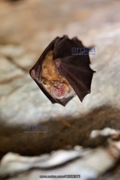 : Greater Horseshoe Bat - at roost : Greater Horseshoe Bat - at roost