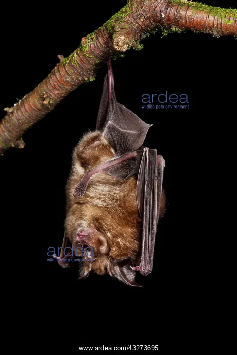 : Greater Horseshoe Bat - UK : Greater Horseshoe Bat - UK