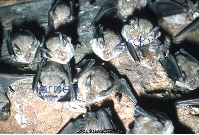 : Greater Horseshoe Bats - roosting : Greater Horseshoe Bats - roosting