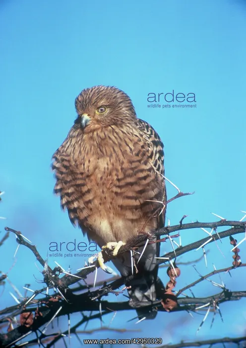 : Greater Kestrel : Greater Kestrel