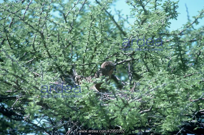: Greater Kestrel - on nest in Acacia tree : Greater Kestrel - on nest in Acacia tree