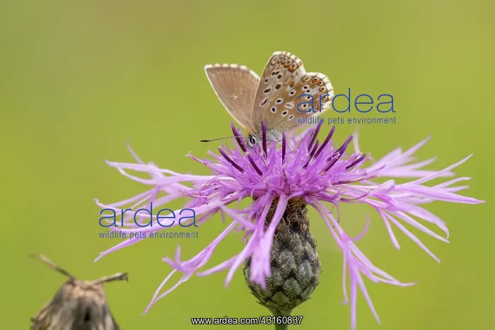 : Greater Knapweed : Greater Knapweed