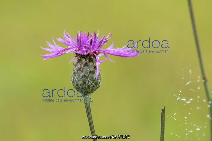 : Greater Knapweed : Greater Knapweed