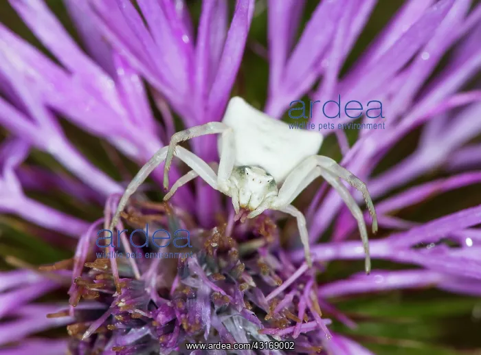 : Greater Knapweed : Greater Knapweed