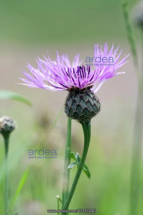 : Greater Knapweed : Greater Knapweed