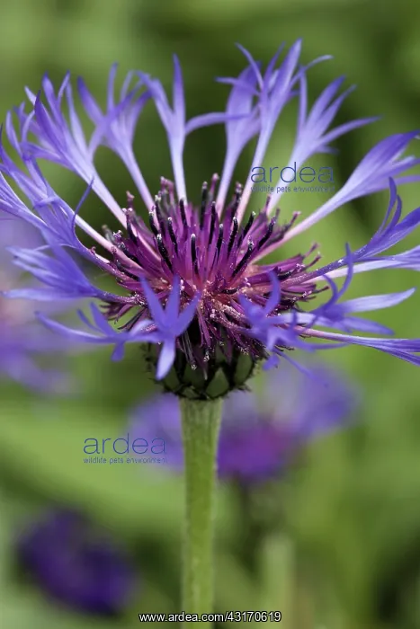 : Greater Knapweed, Centaurea scabiosa, close view of fringed : Greater Knapweed, Centaurea scabiosa, close view of fringed