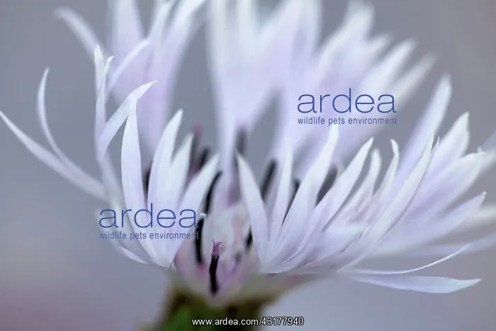 : Greater Knapweed, Centaurea scabiosa, Close cropped : Greater Knapweed, Centaurea scabiosa, Close cropped
