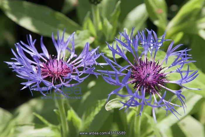 : Greater Knapweed, Centaurea scabiosa, Two fully : Greater Knapweed, Centaurea scabiosa, Two fully