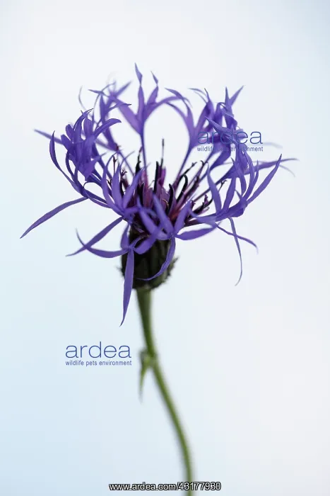 : Greater Knapweed, Centaurea scabiosa, Front view : Greater Knapweed, Centaurea scabiosa, Front view