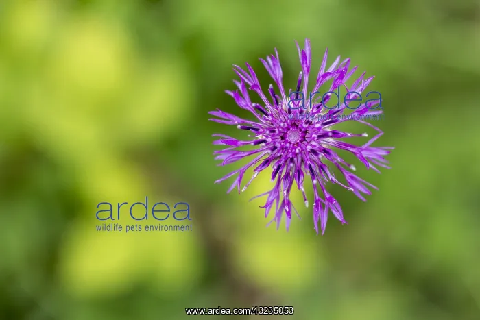 : Greater Knapweed - Flower - UK : Greater Knapweed - Flower - UK