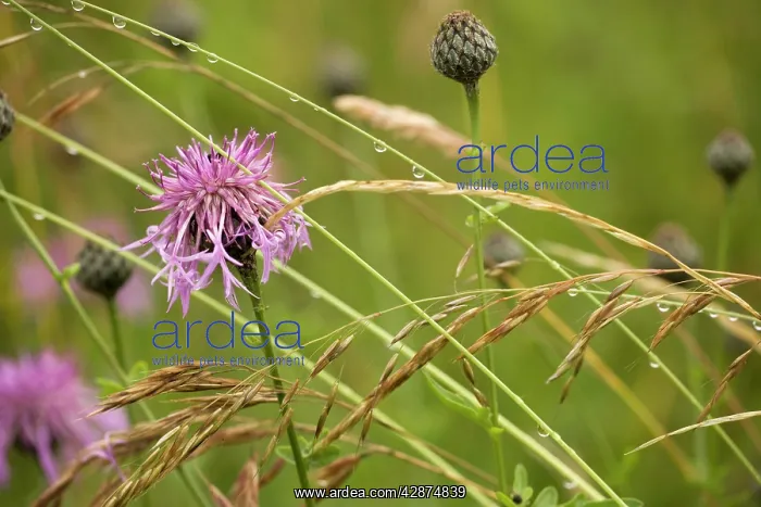 : Greater knapweed - and grasses in the rain : Greater knapweed - and grasses in the rain