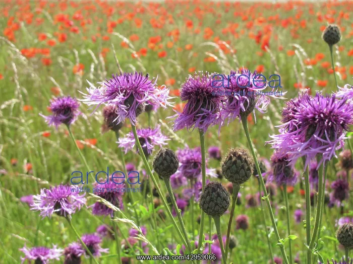 : Greater Knapweed - growing along the edge of a : Greater Knapweed - growing along the edge of a