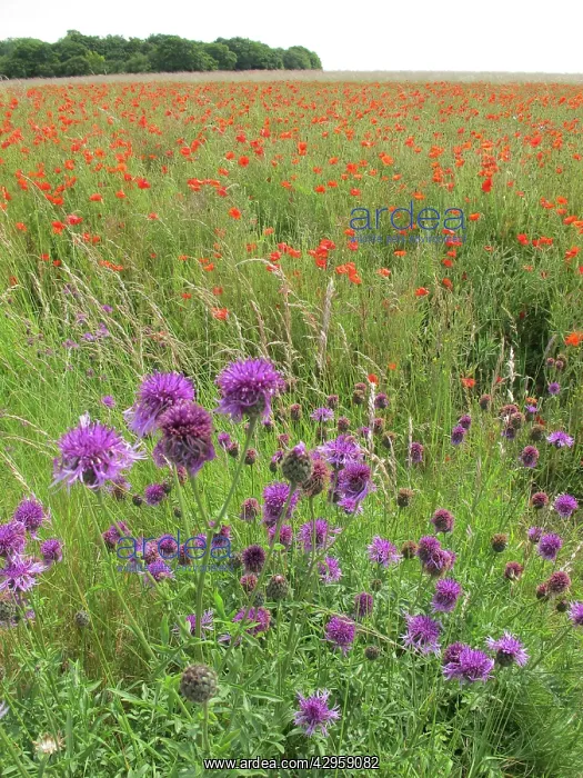 : Greater Knapweed - growing along the edge of a : Greater Knapweed - growing along the edge of a