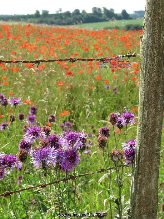 : Greater Knapweed - growing along the edge of a : Greater Knapweed - growing along the edge of a